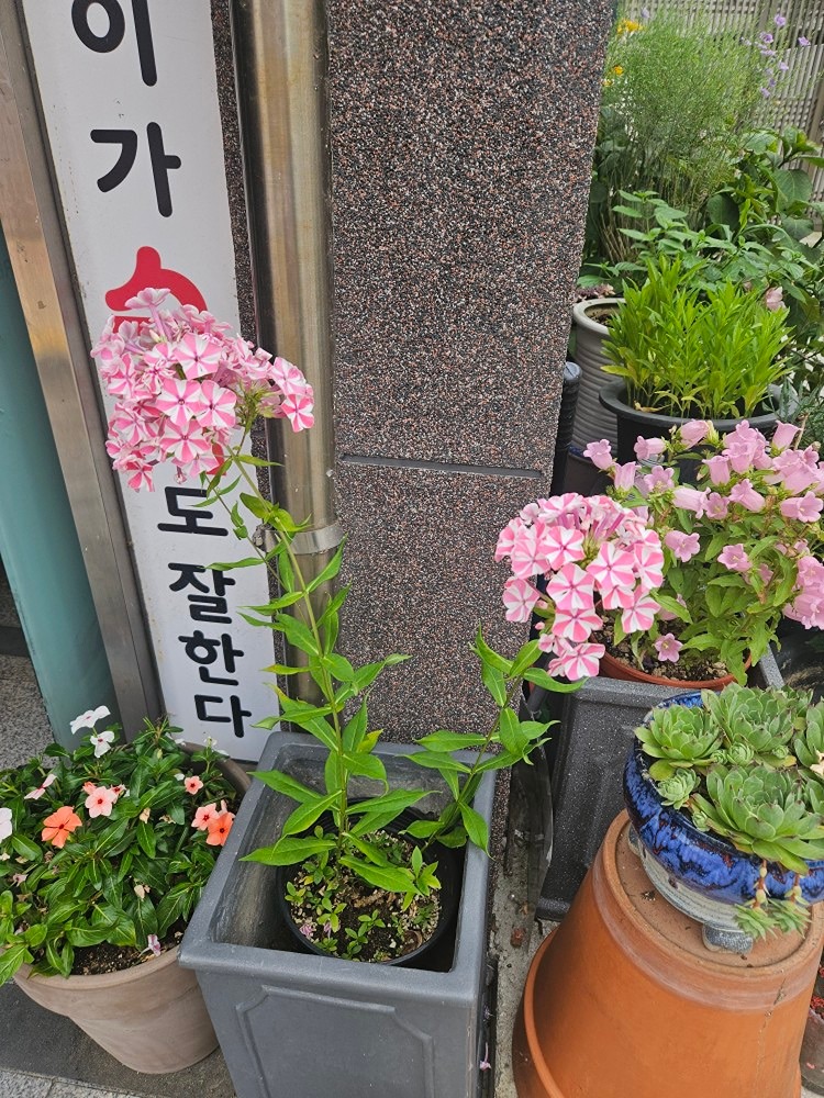 꽃사랑 앨범 사진