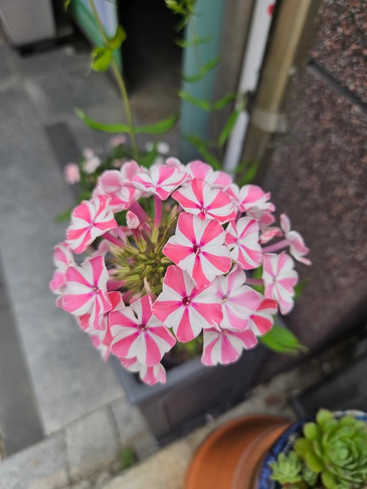 꽃사랑 앨범 사진