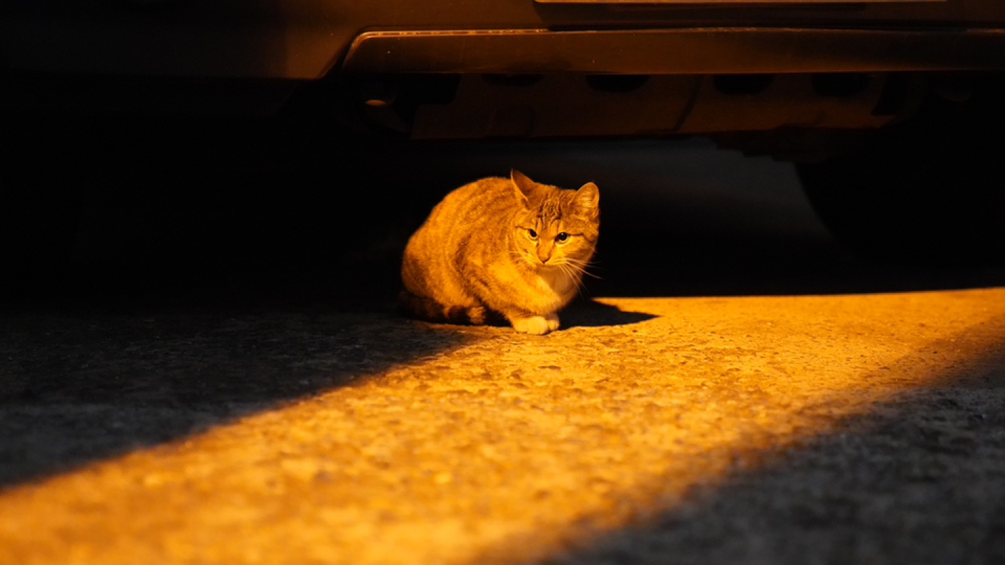 냥집��사모임🐈🐈‍⬛ 앨범 사진