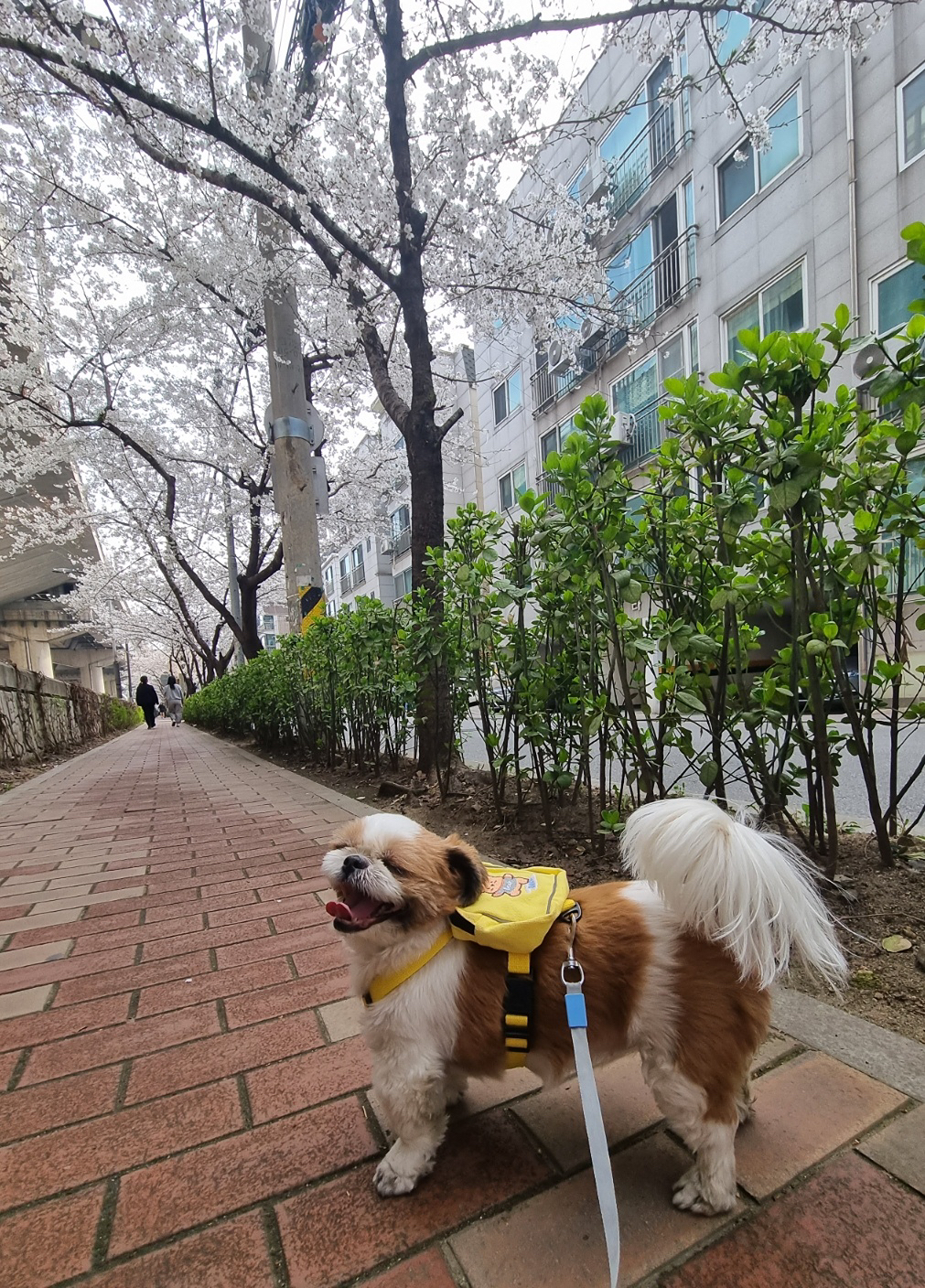 댕댕이블루스<산책.여행> 앨범 사진