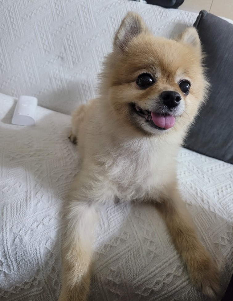 댕댕이블루스<산책.여행> 앨범 사진