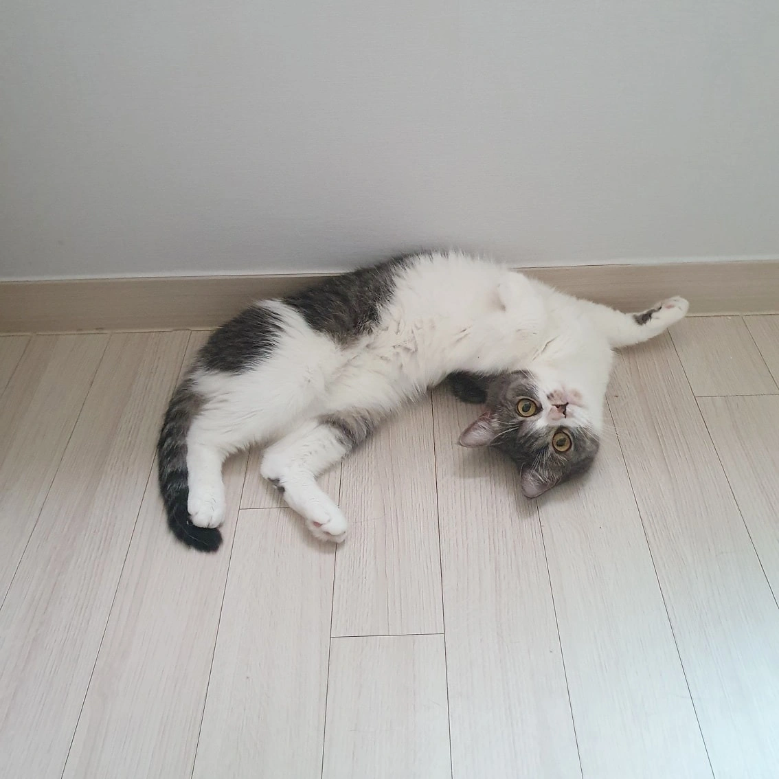 고양이 돌봄 구합니다 9/18-20(금토일)
