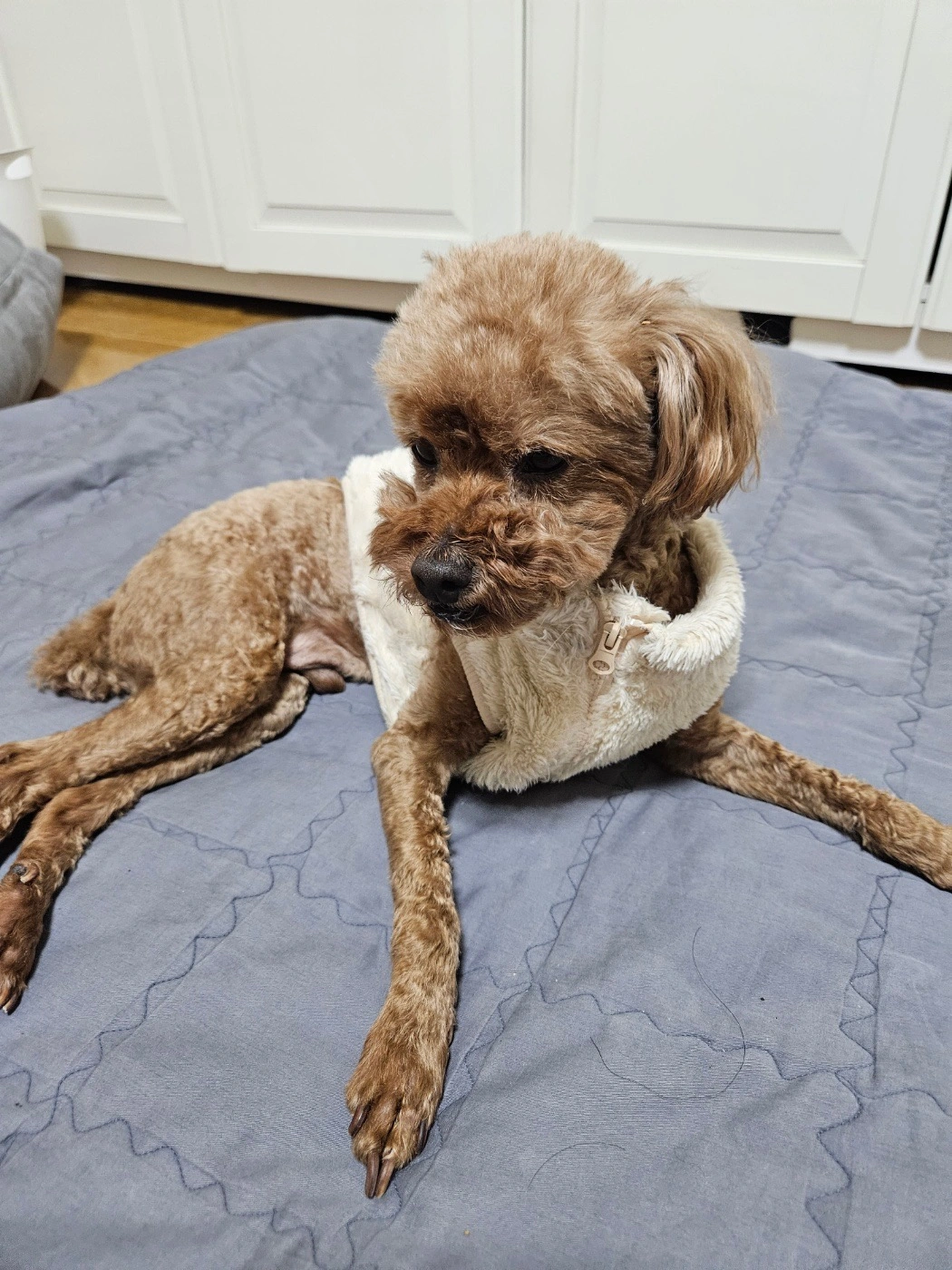 강아지 돌봄 알바 구해요