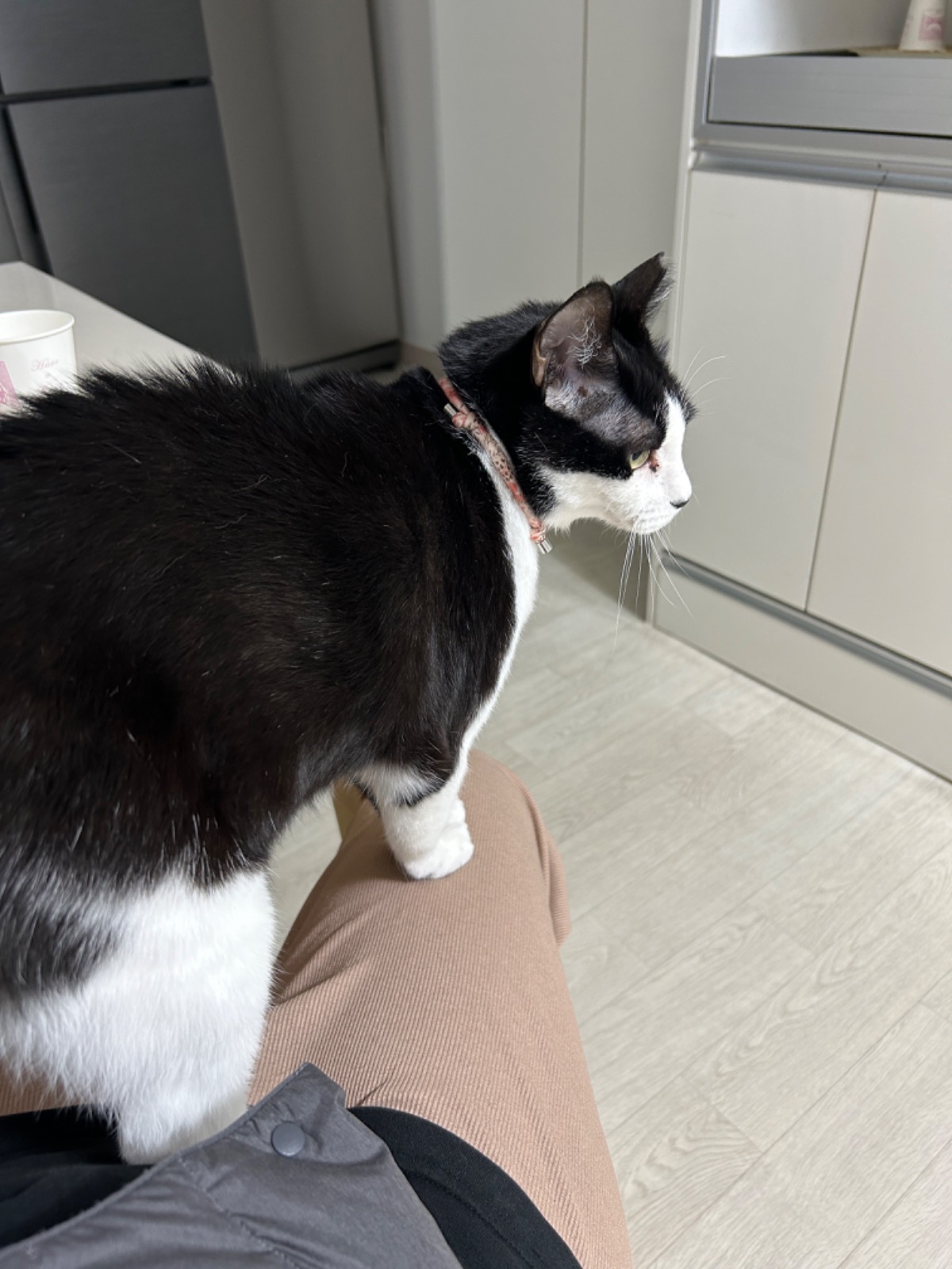 고양이 밥주기 알바 매일 2번 공고 썸네일