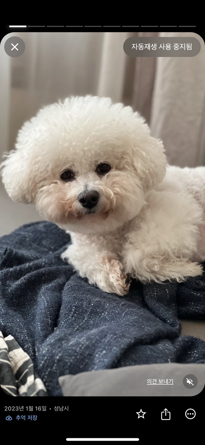 강아지 산책알바 하루두번 매일