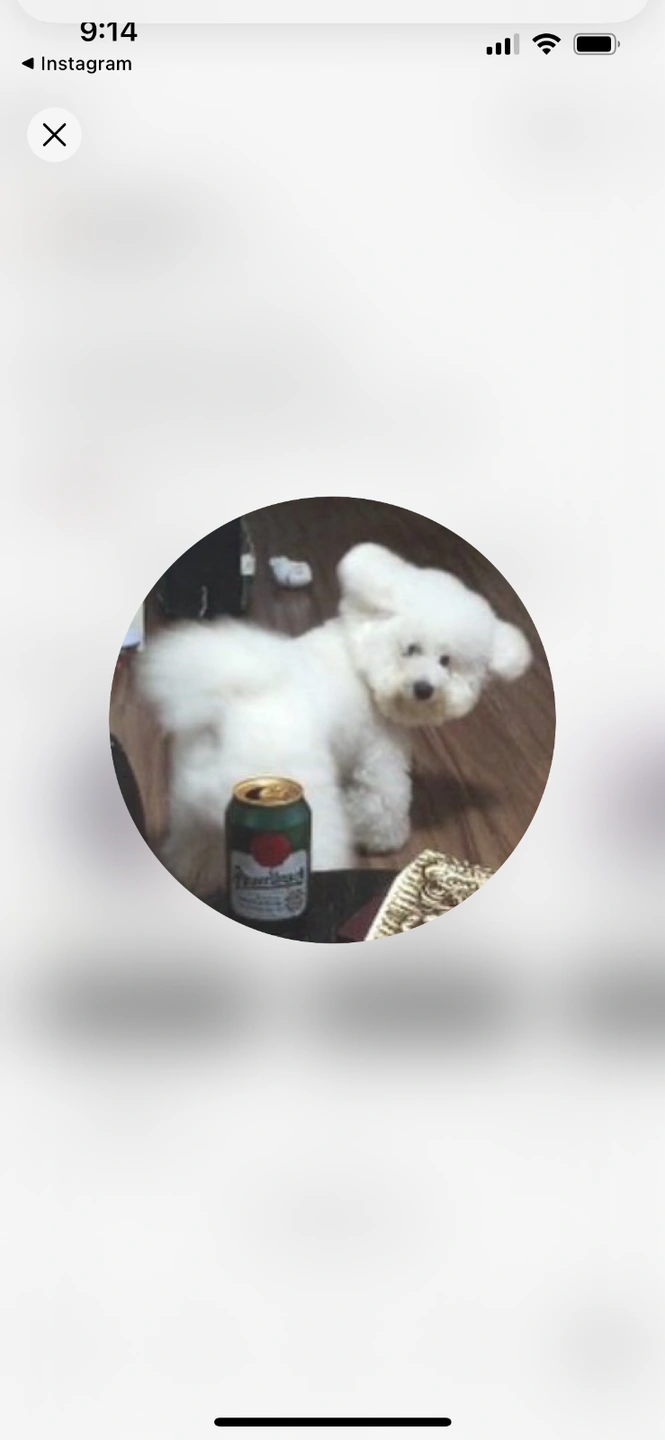 하루한번 아침 강아지 산책 건당1만원