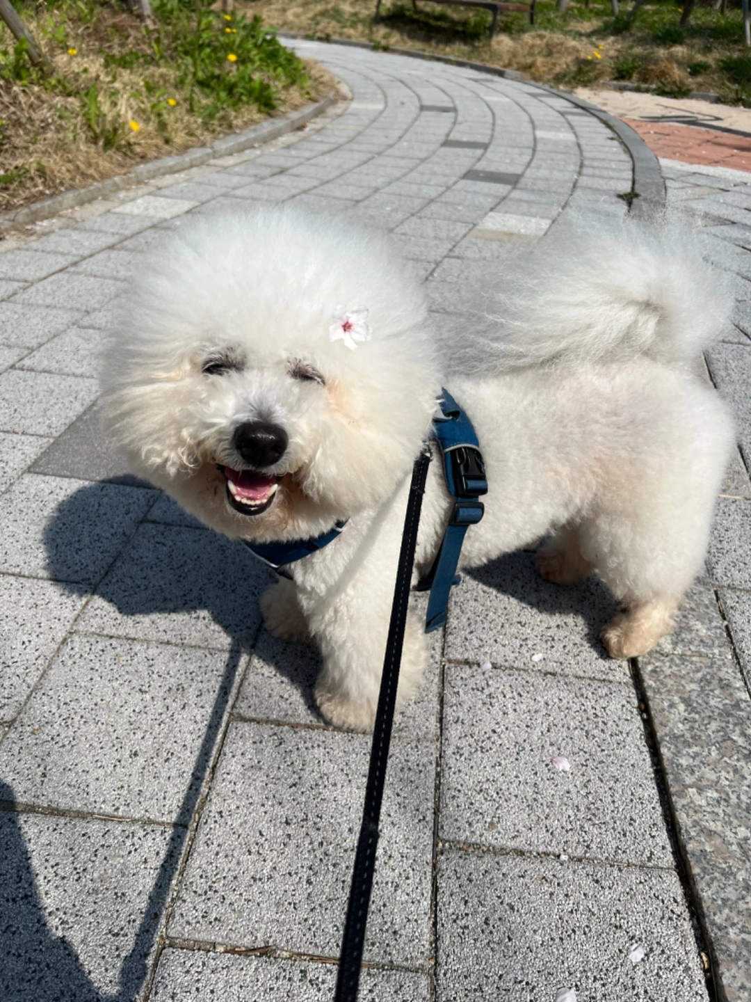 강아지 아침산책 1:30매일 해주실분