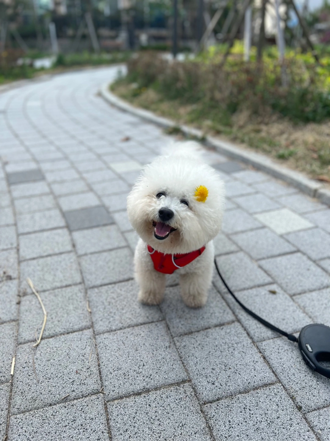 매일저녁 강아지 산책해주실분!