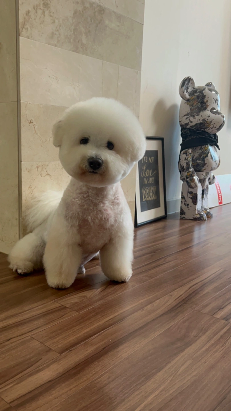월-일 매일저녁7:30 강아지산책해주실분