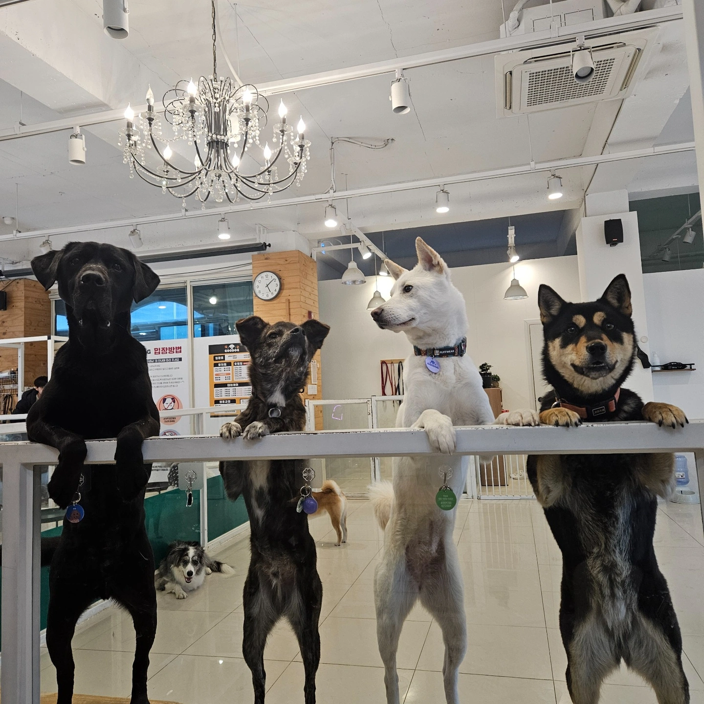 구독애견카페 평일 마감 스텝 모십니다