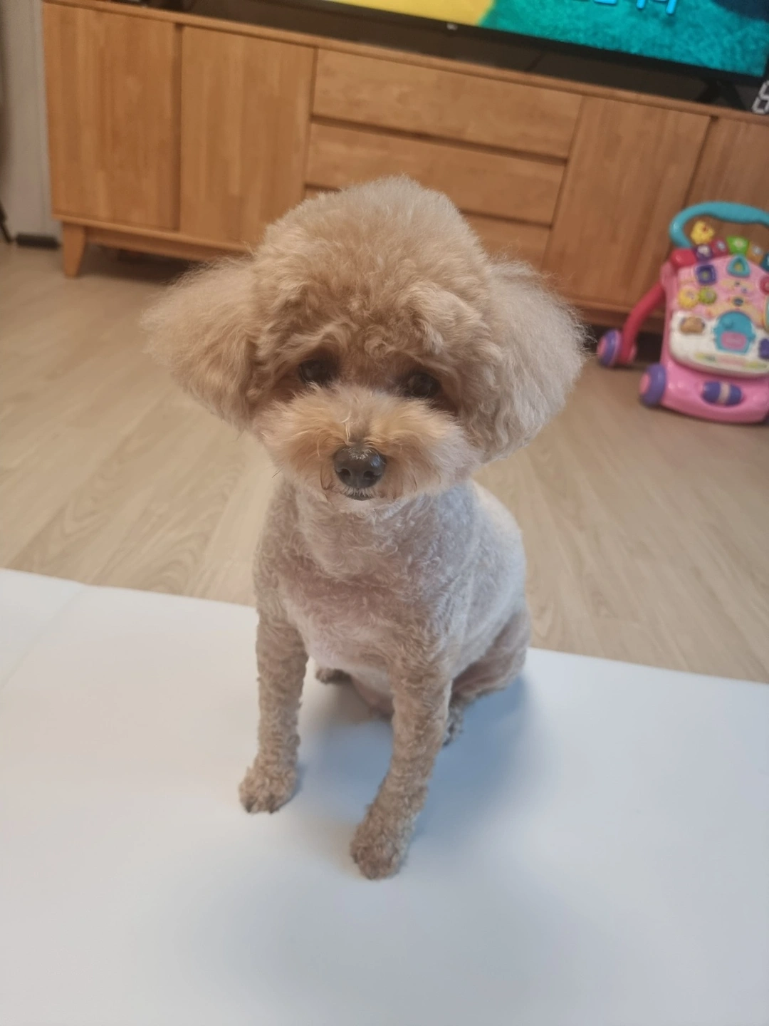 펫시터 구합니다.