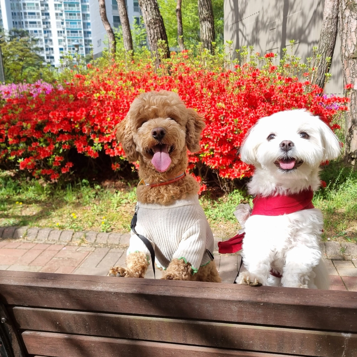 강아지(푸들)산책 해주실분