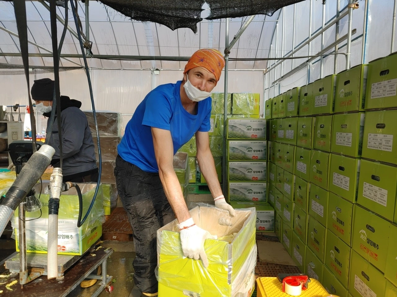 괴산농가에서 절임배추 함께하실 알바 남자분 찾습니다🤗