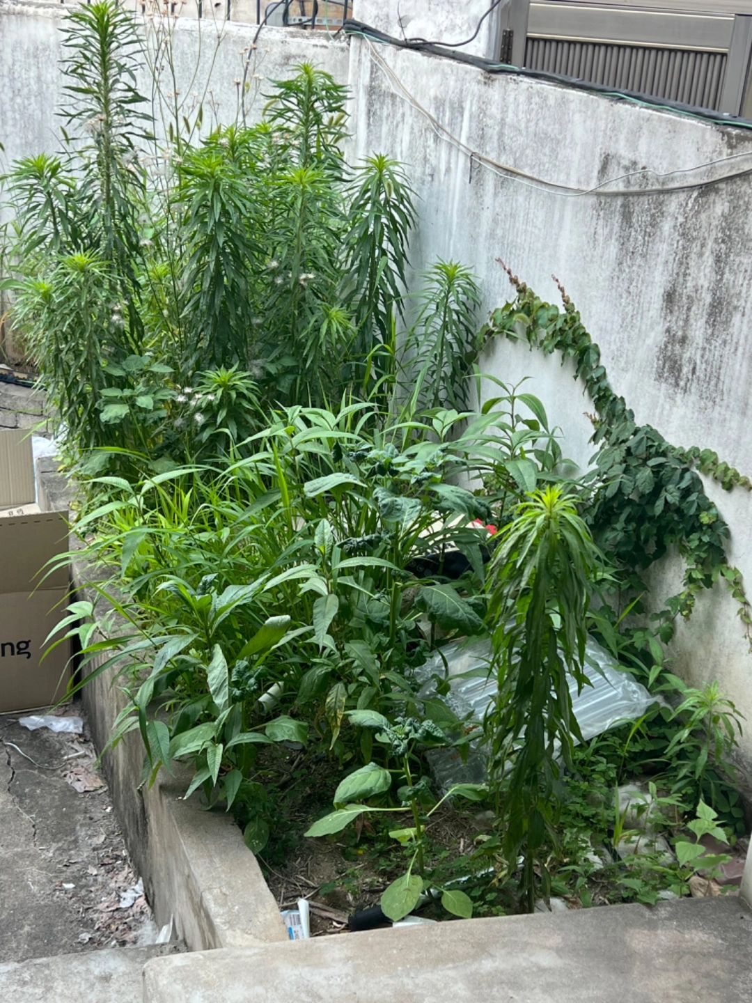 마당 잡초 정리