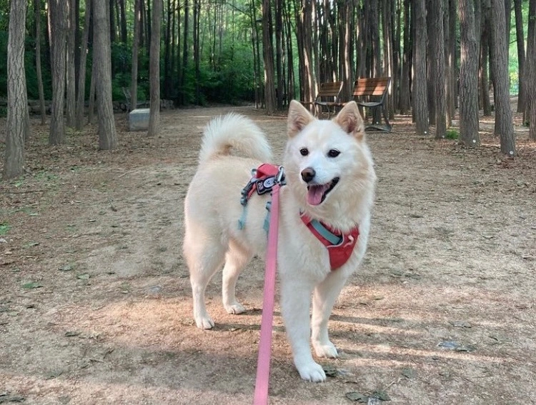 강아지 산책 알바 구합니다 (주1-3일)