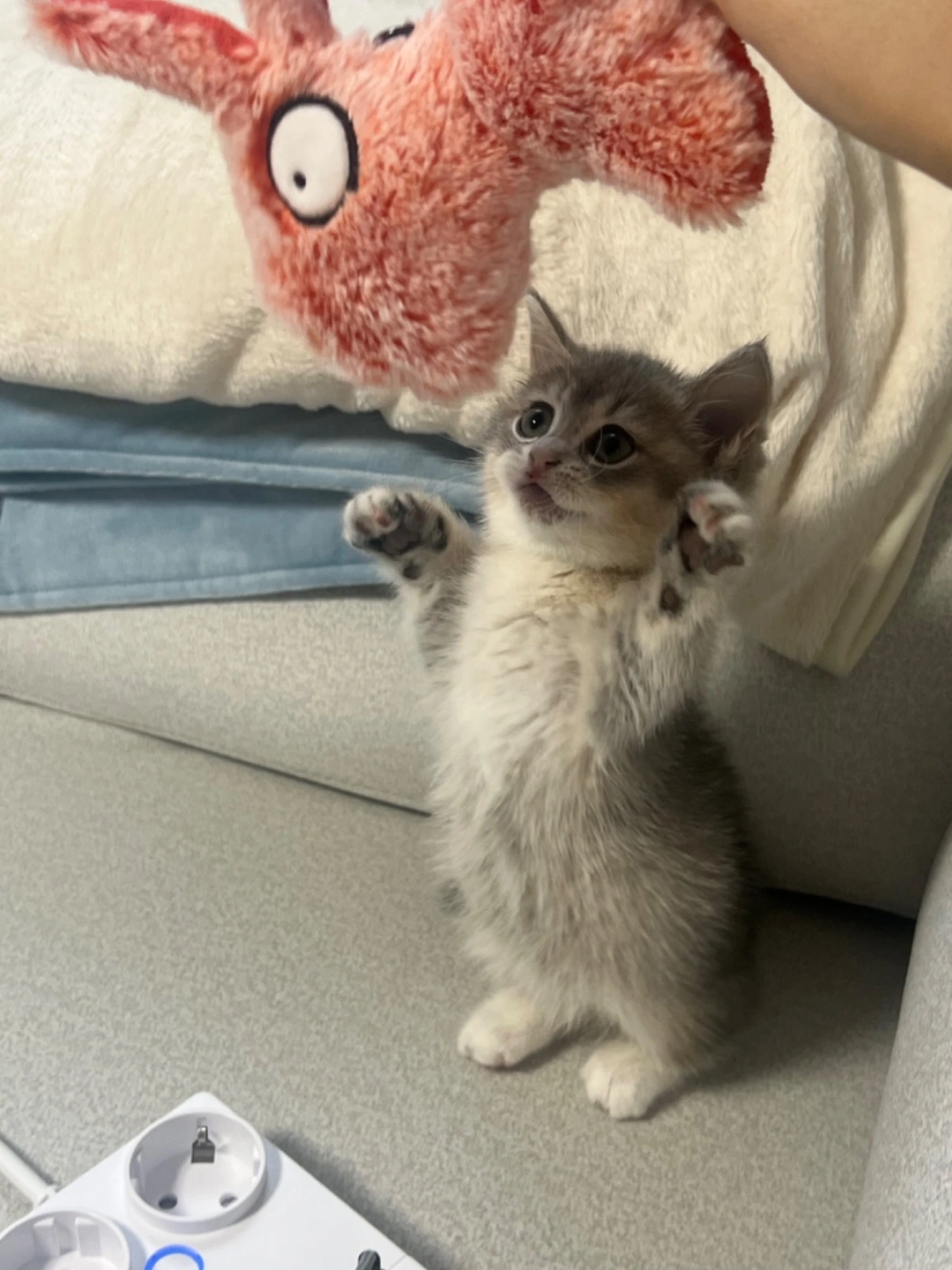 새끼고양이 밥 주고 턱 닦아주고 10분 놀아주기