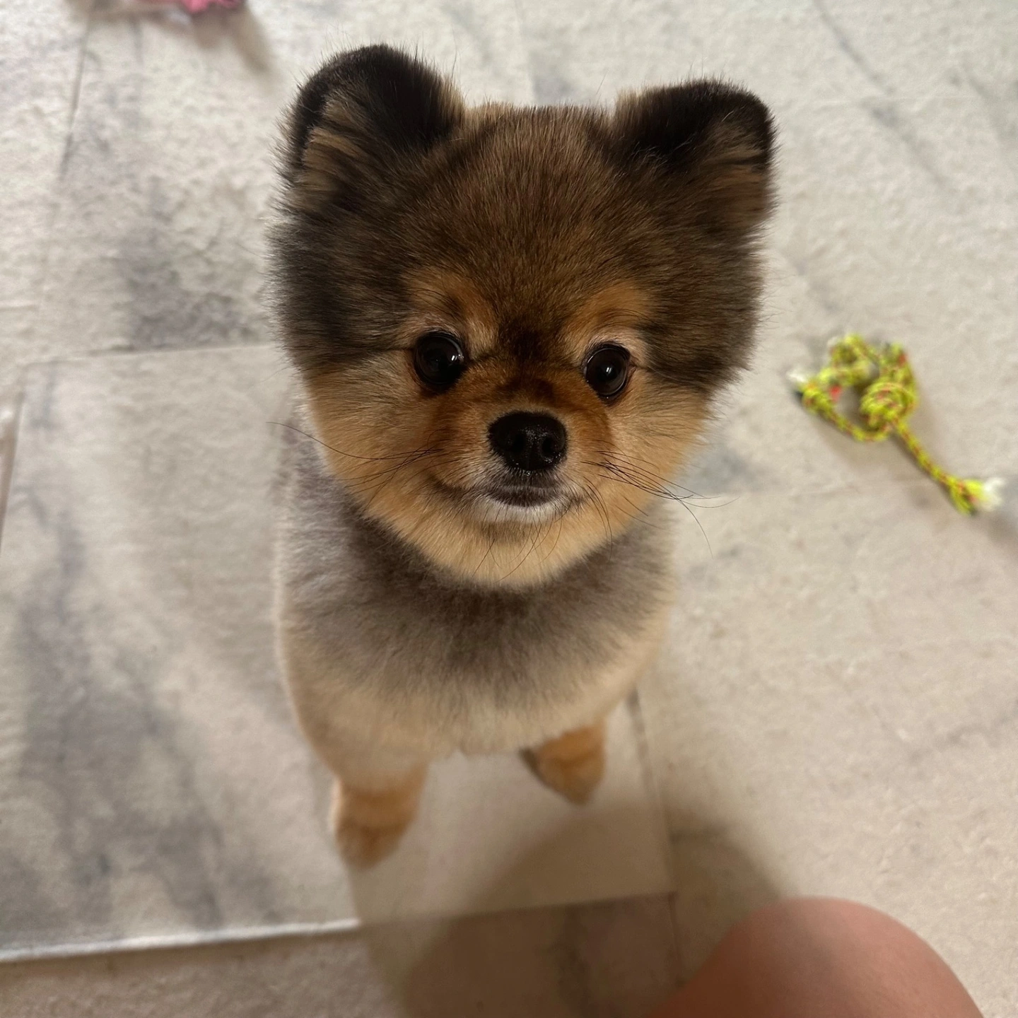 강아지 산책 알바