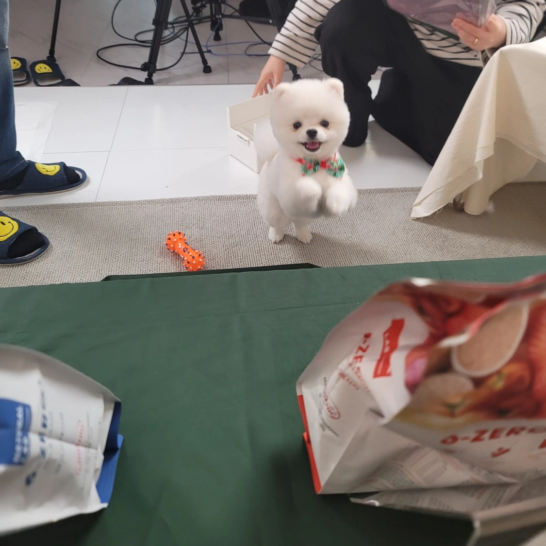 애견간식 방송 출연 강아지 모집합니다 (소형견1마리)