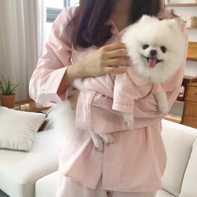 강아지 모델 구합니다