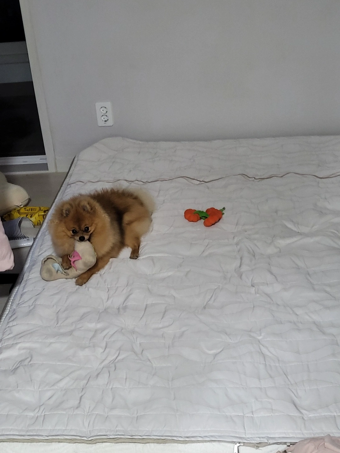 강아지 고양이 밥주기, 강아지 산책