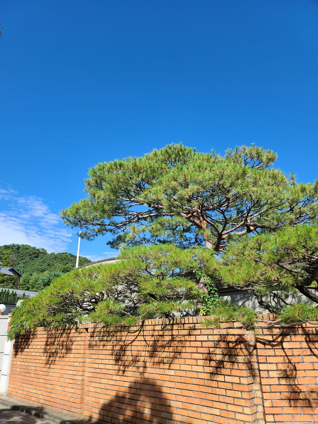 조경업체에서 배우실분 및 기술자 한분 모집합니다.(남성분)