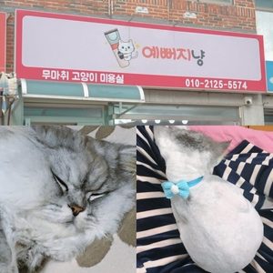 무마취고양이미용권