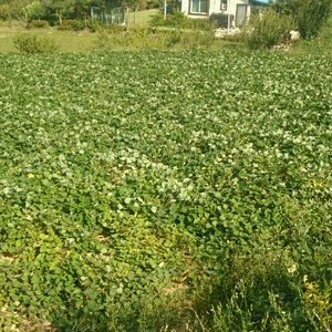 꿀 고구마
