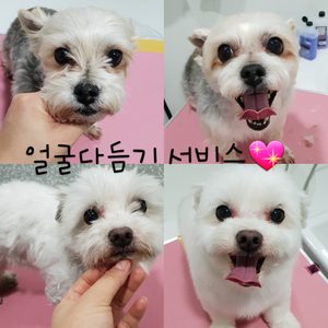 강아지 가정미용받아요♡(가격수정)