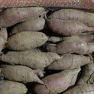 직접 농사지은 원주 조엄고구마 꿀고구마(베니하루까)10kg 판매합니다