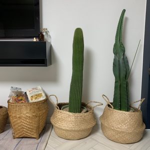 선인장 팔아요