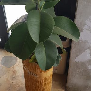 화분 무료나눔 합니다.(10만원 다 넘는거에요)