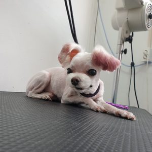 말티즈3mm몸빡+머즐 동글 컷트 ♡ 중구 다운동 애견미용실 애니펫살롱