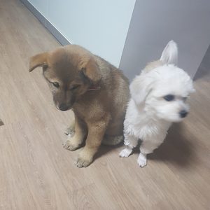 메롱이민박(애견하우스)