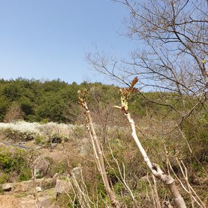 자연산 두릅 팝니다
