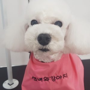 애견미용 / 픽업가능 /주차가능