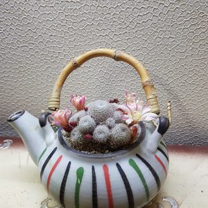 다육이,공기정화