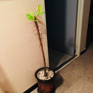고무나무화분+ 작은화분4개