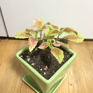 (식물 화분 화초) 희귀식물 콜레우스 앨라배마 선셋 식물