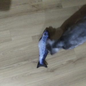 꼭필요한고양이용품