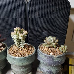 다육 묵은다육 인데요 다육은 작은것이 더비싸요