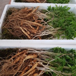 산양산삼 5~6년근- B급삼