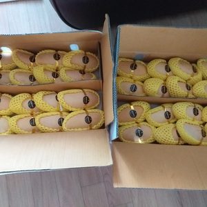망고