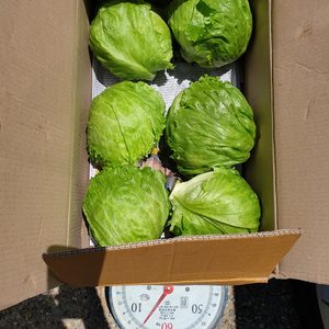 싱싱한 양상추 1상자(6통)