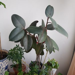화초