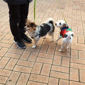 반려동물 강아지 고양이 해외출국 운송검역