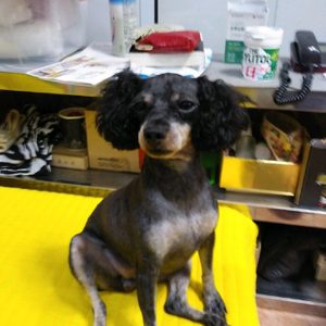 강아지를 찾아요 이글좀 꼭 봐주세요