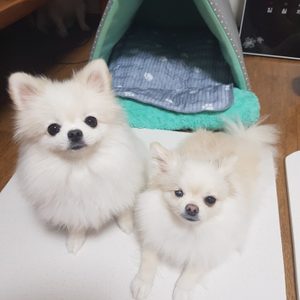 수공예 인조대리석!! 냄비받침대.화분받침대. 여름 애견 대리석냉방석 팔아요!