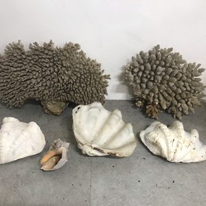 골동품 산호와 조개껍질 세트