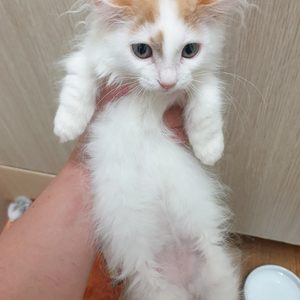 고양이 분양합니다