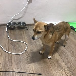 강아지를 찾습니다
